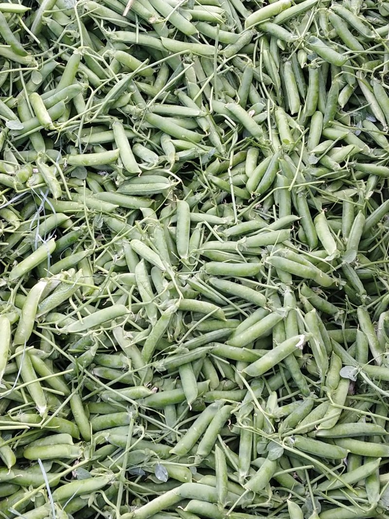 长寿仁甜脆豌豆，来自彩云之南