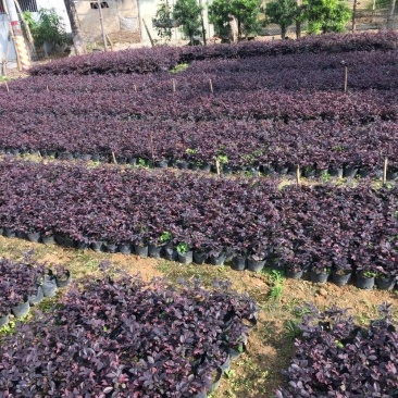 园林绿化苗木红继木树苗庭院植物花卉花苗美化工程红继木