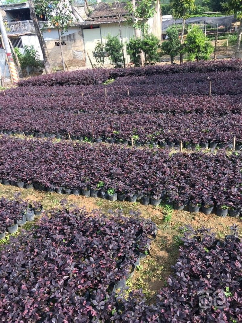 园林绿化苗木红继木树苗庭院植物花卉花苗美化工程红继木