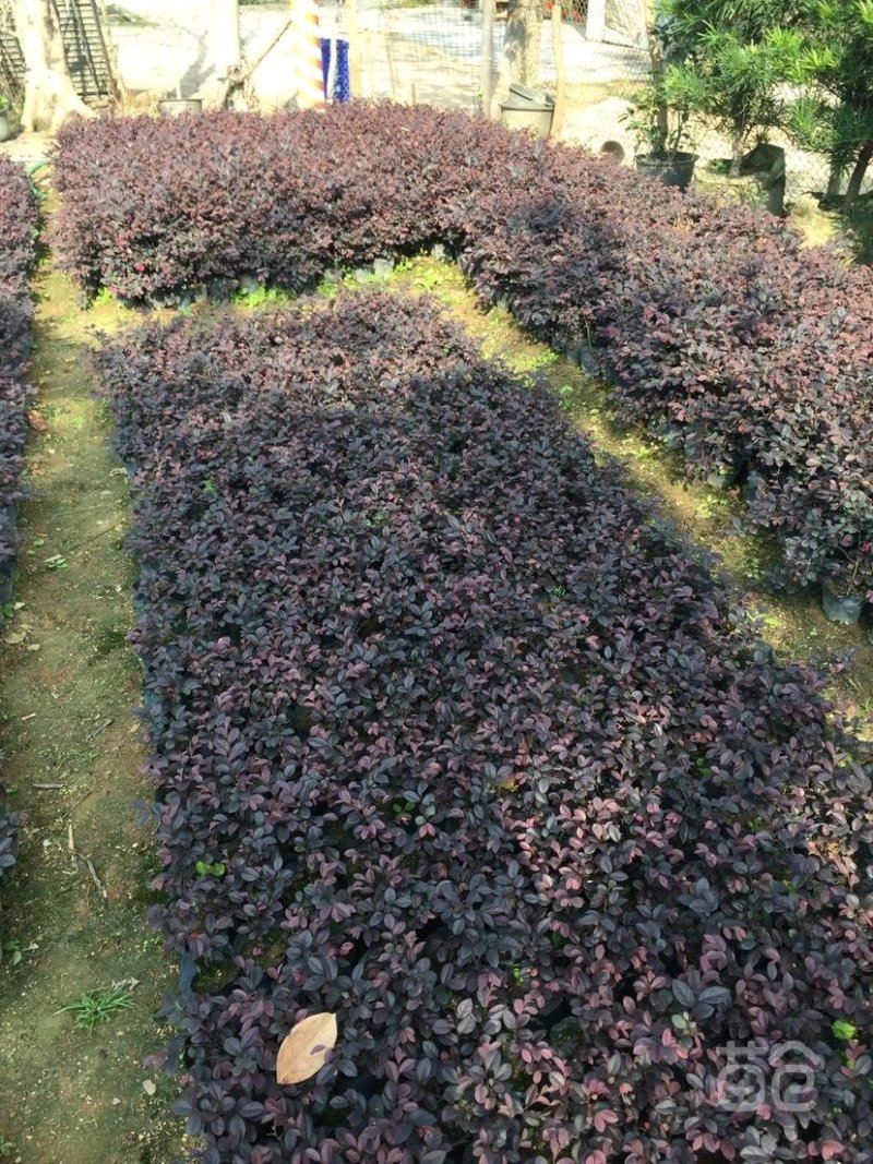 园林绿化苗木红继木树苗庭院植物花卉花苗美化工程红继木