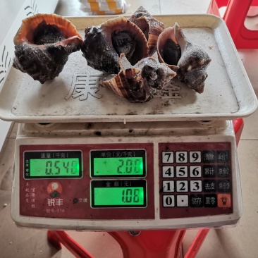 活冻大海螺角螺辣螺