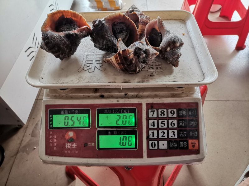 活冻大海螺角螺辣螺