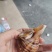 活冻大海螺角螺辣螺