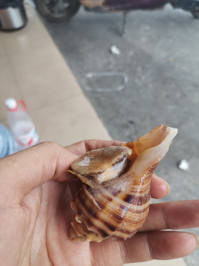活冻大海螺角螺辣螺
