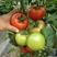 雅粉1208～四季可种植的大果高产品种！