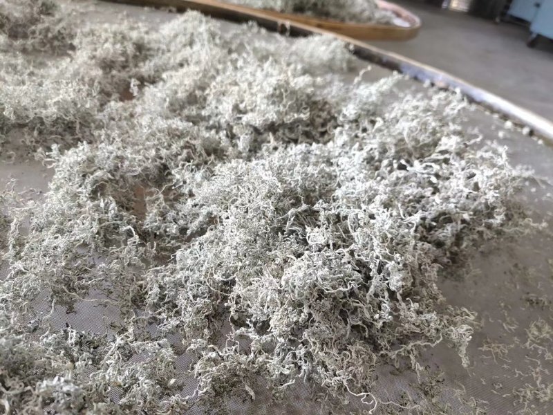 湘西高山雪茶