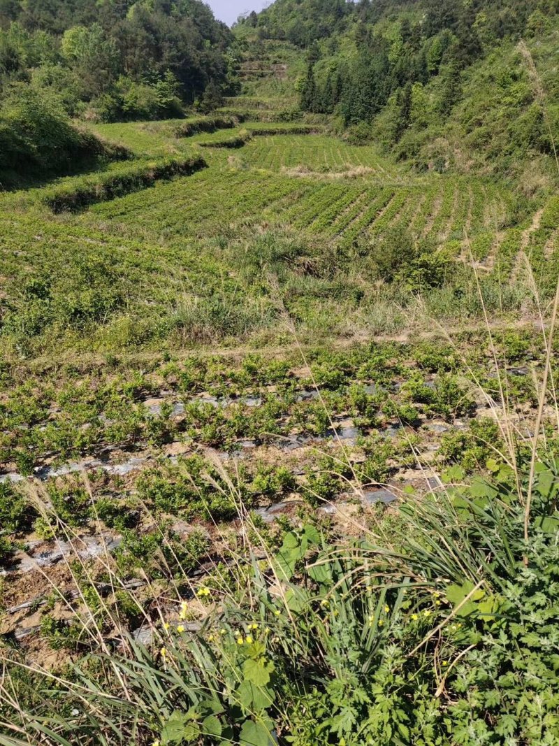 湘西高山雪茶