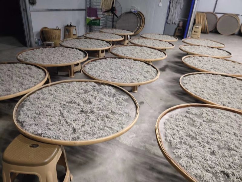 湘西高山雪茶