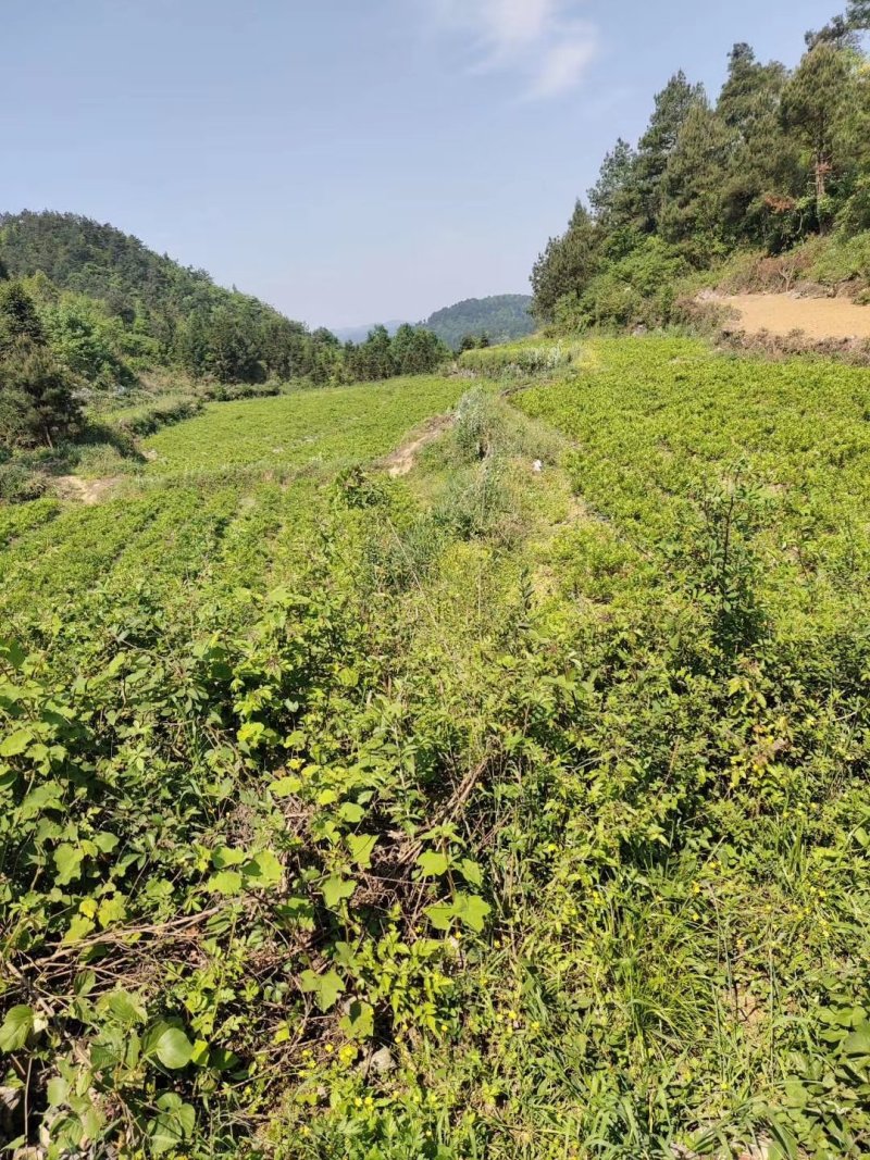 湘西高山雪茶