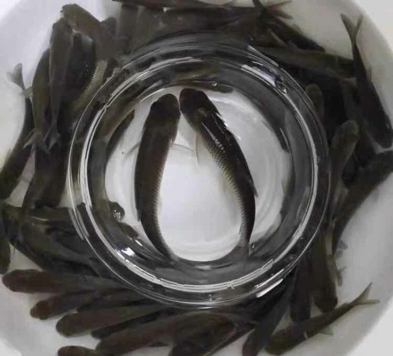 草鱼苗规格齐全基地直销保存活送货上门