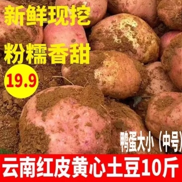 云南高山新鲜红皮黄心特大土豆10斤马铃薯包邮农家小洋芋5