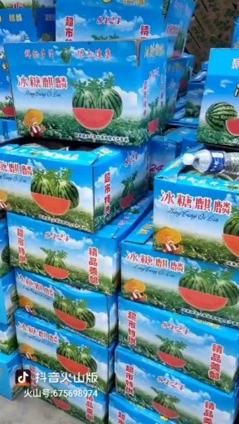8424无籽西瓜
