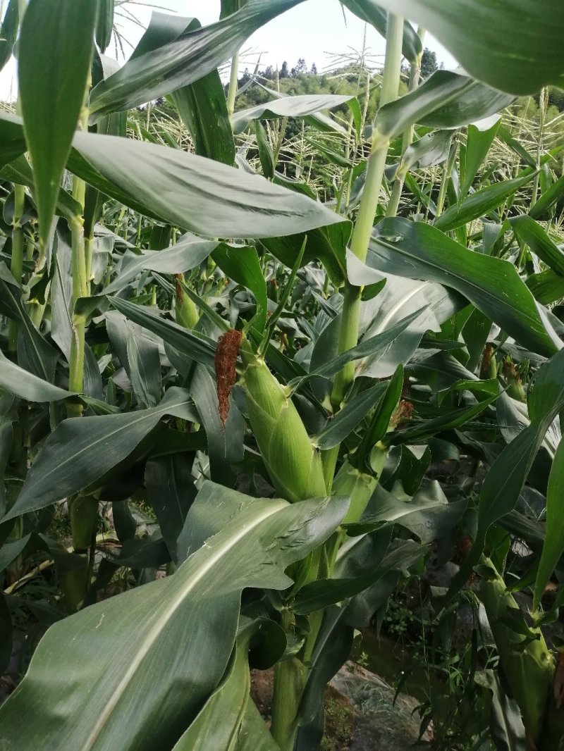 鲜食玉米最近大量上市