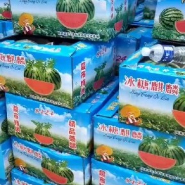 8424无籽西瓜