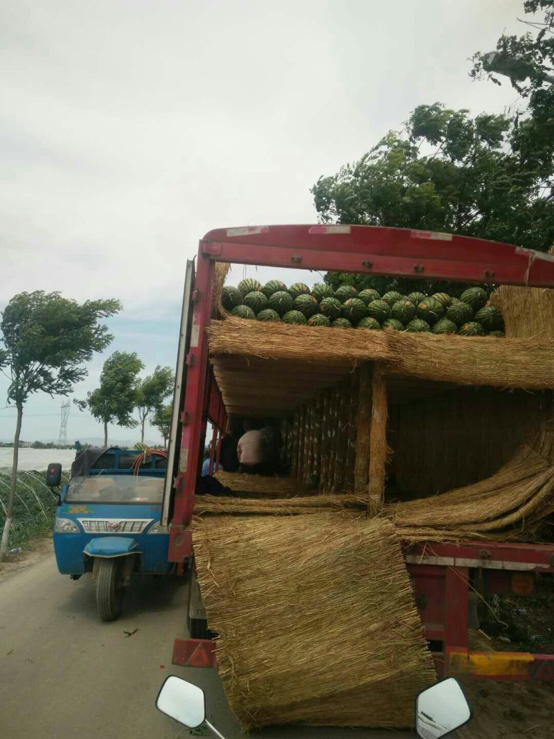【实力推荐】陕西美都西瓜大量有货产地直发可视频看货