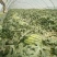 【实力推荐】陕西美都西瓜大量有货产地直发可视频看货