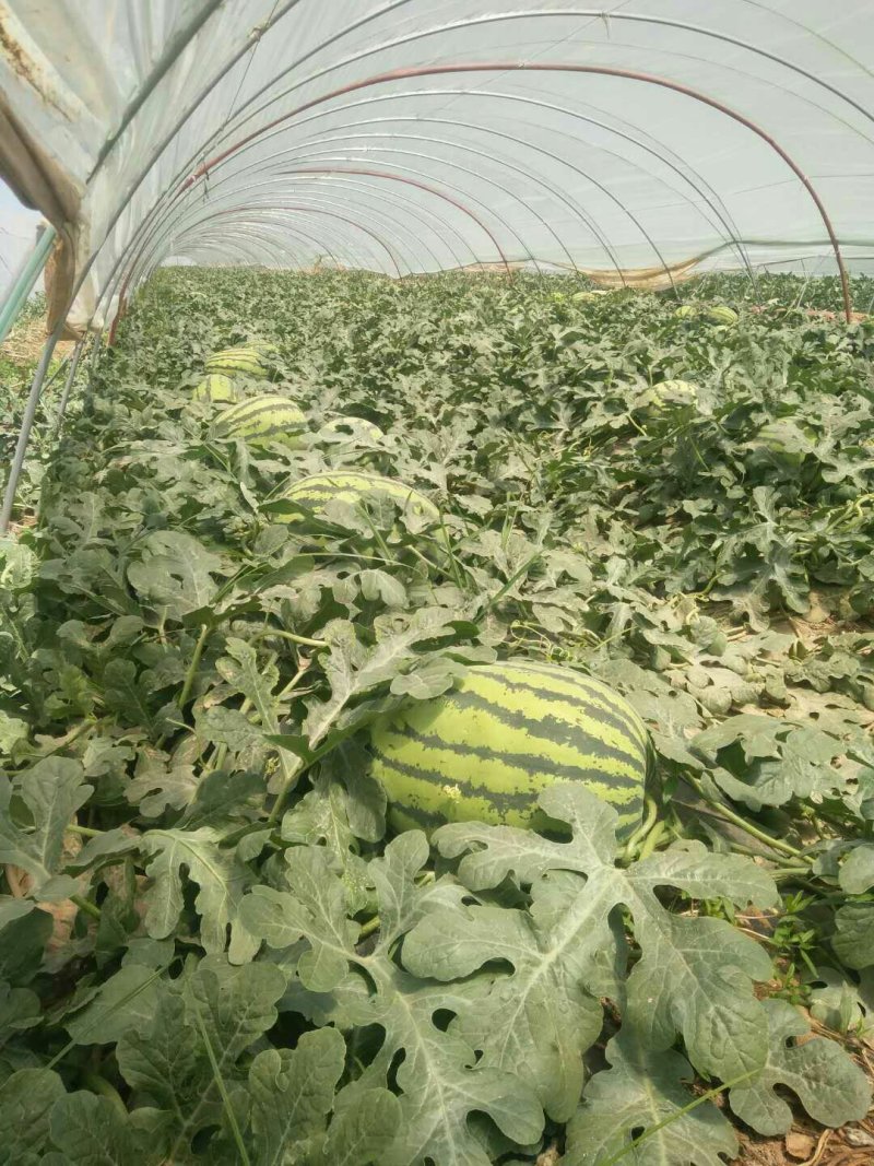 【实力推荐】陕西美都西瓜大量有货产地直发可视频看货