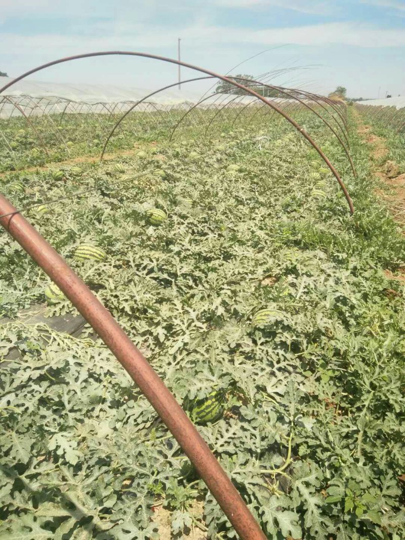 【实力推荐】陕西美都西瓜大量有货产地直发可视频看货