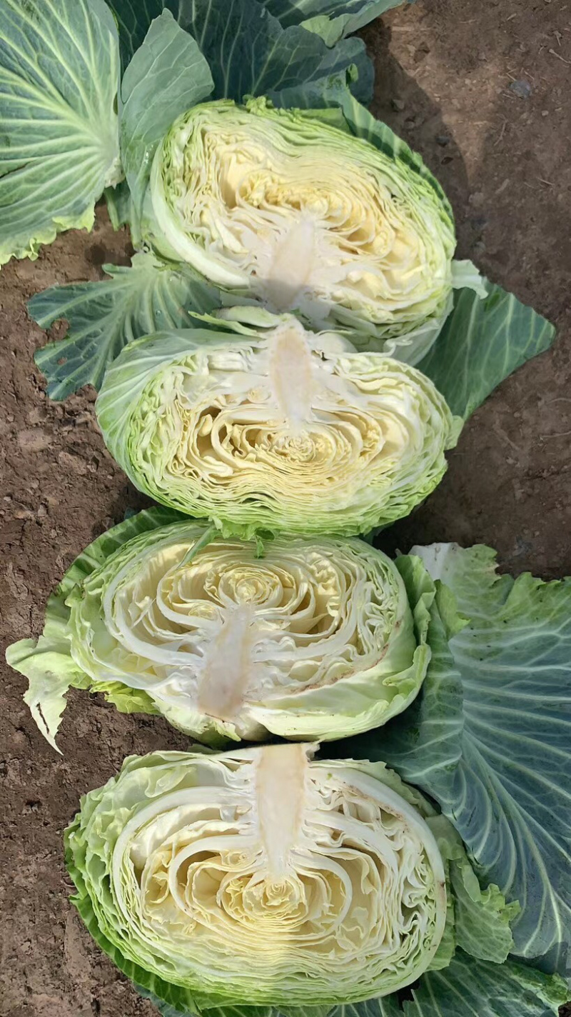 湖北扁包菜奥奇娜，京丰一号，莲花白平包一手货源基