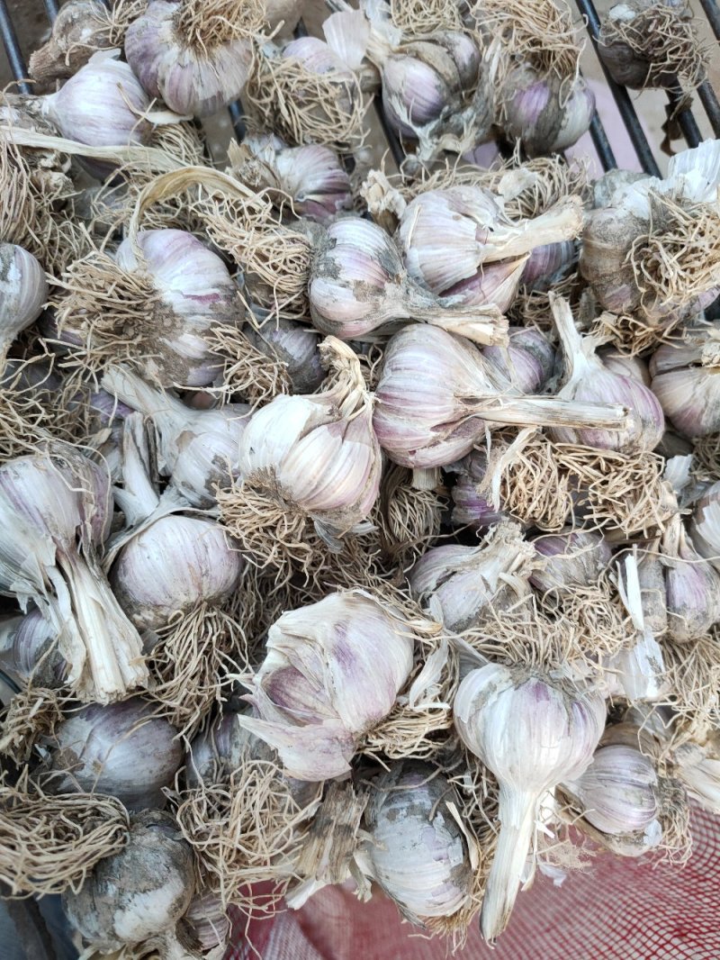大蒜种子二水早，基地直发，诚信代办，信息准。