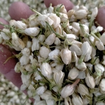 茉莉花！产地直销，规格齐全，价格优，整件包邮！