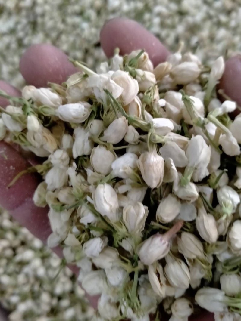茉莉花！产地直销，规格齐全，价格优，整件包邮！