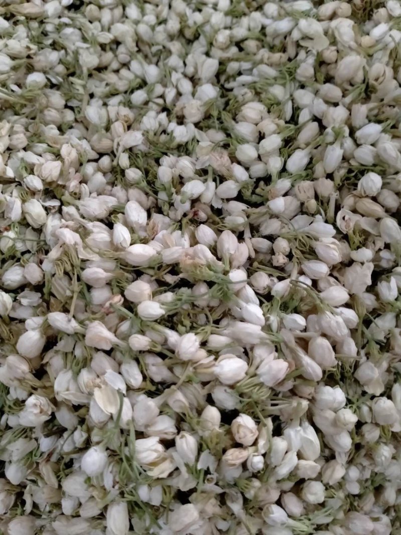 茉莉花！产地直销，规格齐全，价格优，整件包邮！