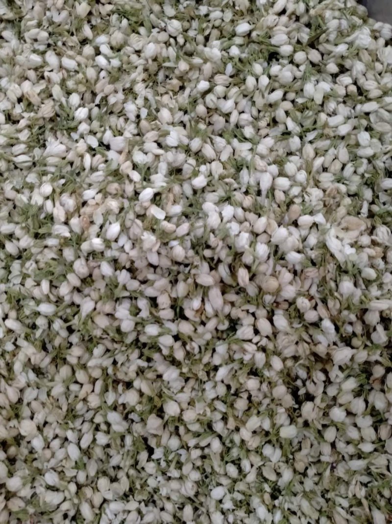 茉莉花！产地直销，规格齐全，价格优，整件包邮！