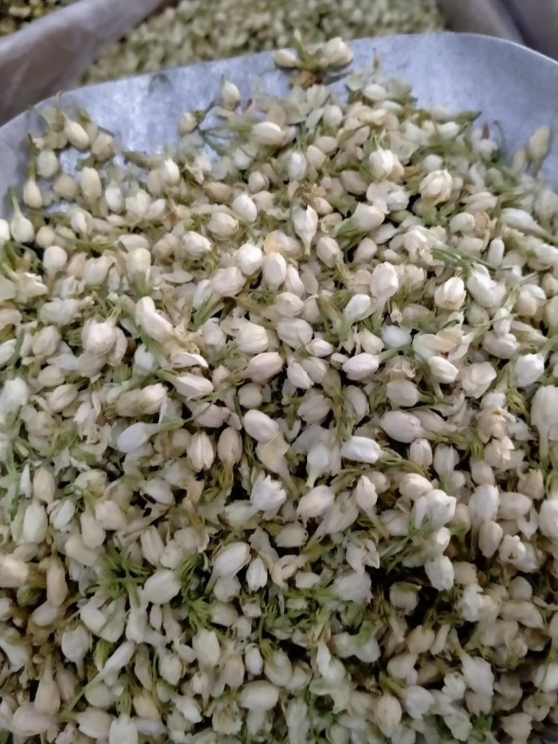 茉莉花！产地直销，规格齐全，价格优，整件包邮！