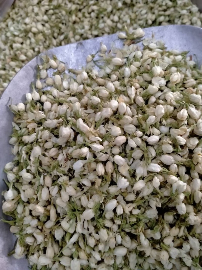 茉莉花！产地直销，规格齐全，价格优，整件包邮！