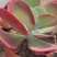 唐印多肉盆栽1520装库存大量多肉盆栽