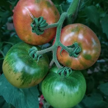 草莓番茄～口感酸甜、抗病毒、产量大、适宜采摘、规模种植。