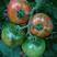 草莓番茄～口感酸甜、抗病毒、产量大、适宜采摘、规模种植。