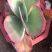 唐印锦多肉盆栽库存大量各种多肉盆价格实惠
