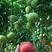 雅粉1209～抗病毒、叶霉、早熟、抗死棵亮粉大果番茄。