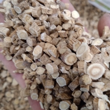 板兰根产地直发一手货源价格优！量大物流包邮！