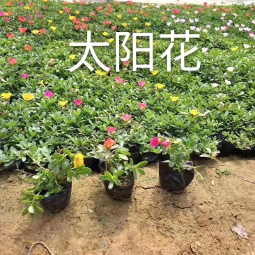 太阳花，规格齐全，颜色多种基地直销，常年供应各种草花苗木