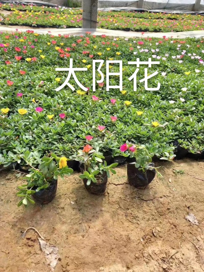 太阳花，规格齐全，颜色多种基地直销，常年供应各种草花苗木