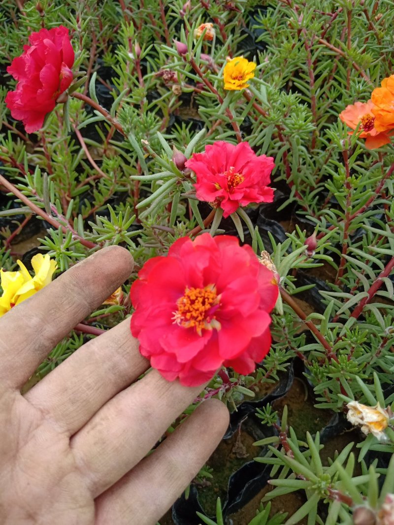 太阳花，规格齐全，颜色多种基地直销，常年供应各种草花苗木