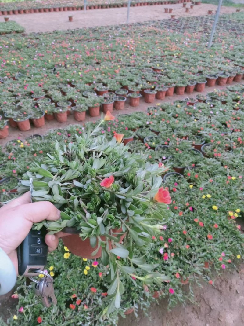 太阳花，规格齐全，颜色多种基地直销，常年供应各种草花苗木