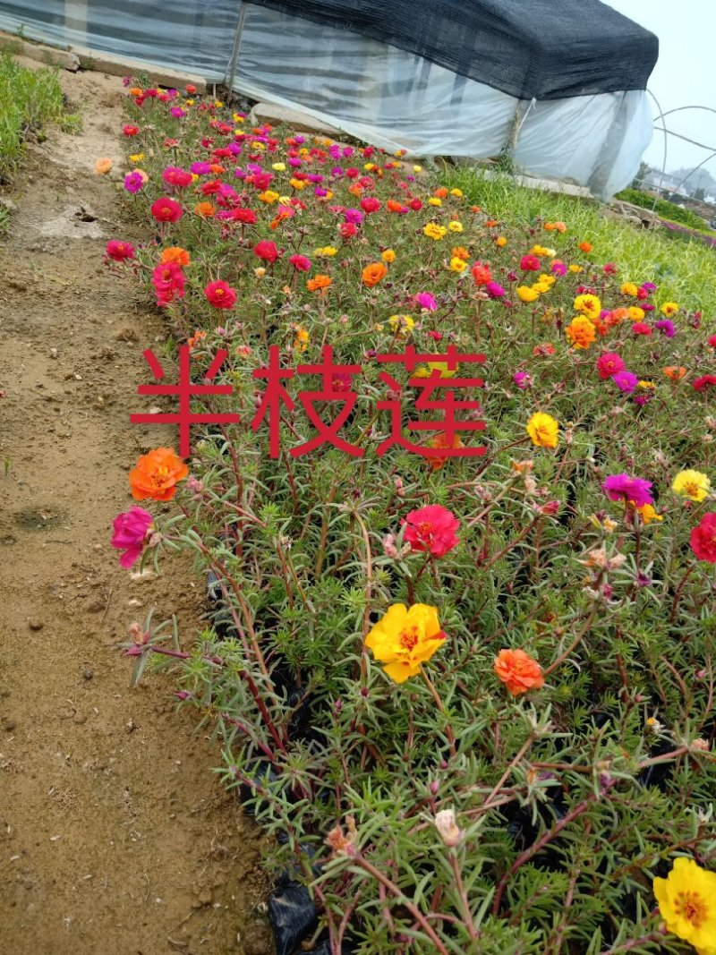 太阳花，规格齐全，颜色多种基地直销，常年供应各种草花苗木