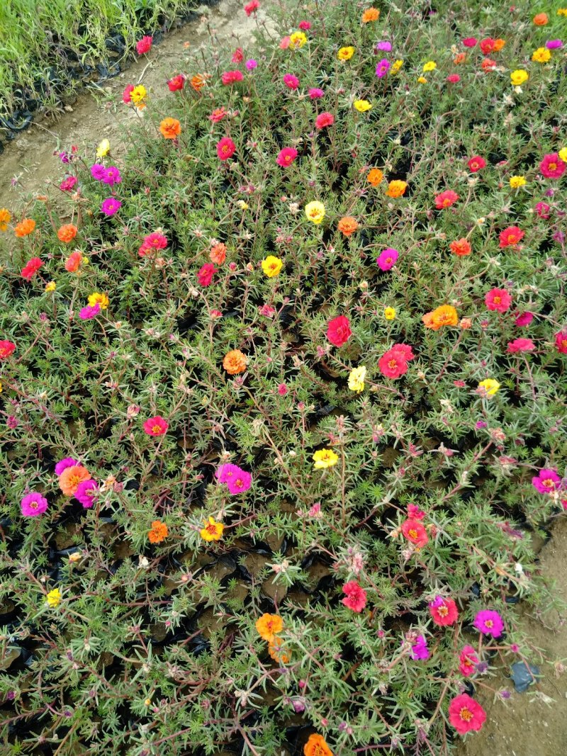 太阳花，规格齐全，颜色多种基地直销，常年供应各种草花苗木