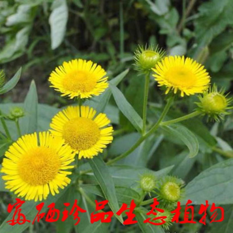 旋复花苗.金佛草.六月菊.多年生草本药材好栽种易成活