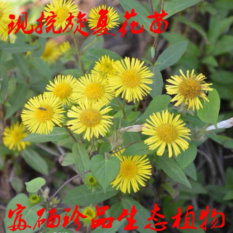 旋复花苗.金佛草.六月菊.多年生草本药材好栽种易成活