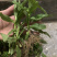 旋复花苗.金佛草.六月菊.多年生草本药材好栽种易成活