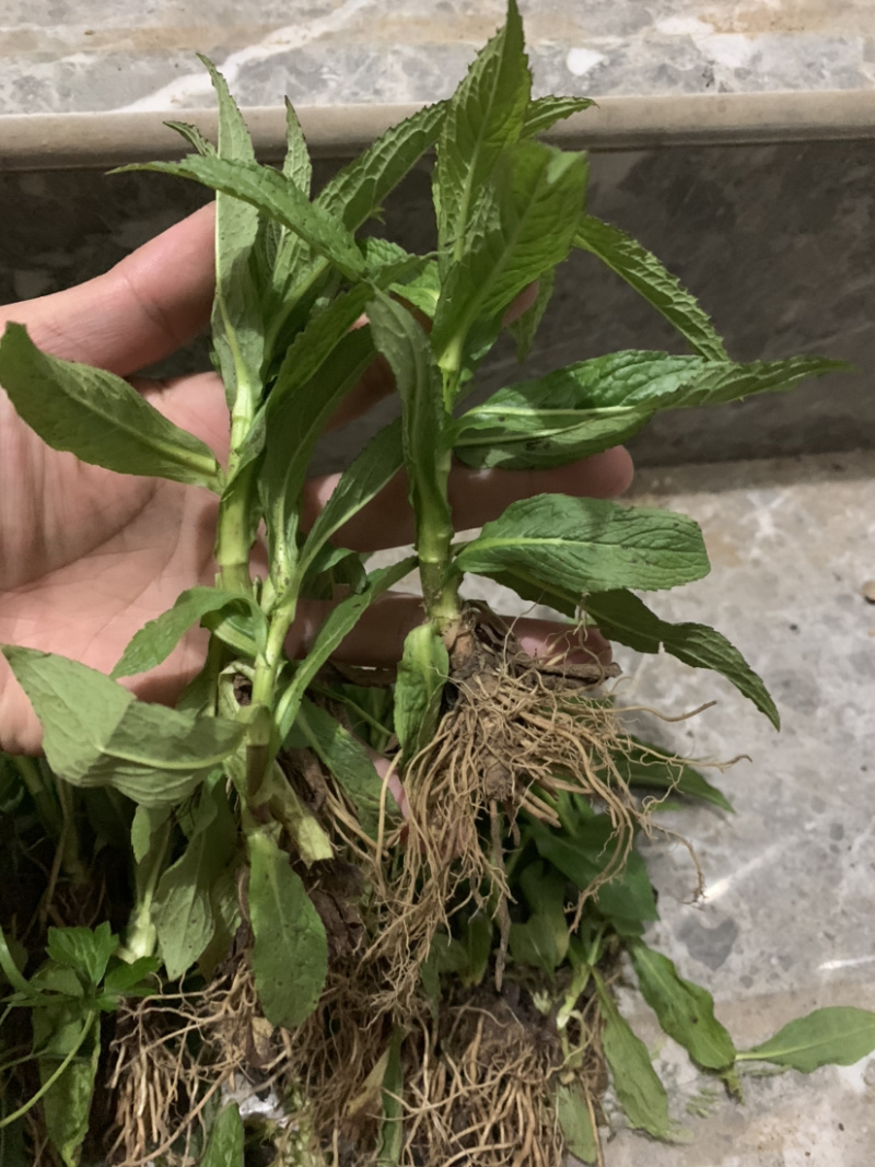 旋复花苗.金佛草.六月菊.多年生草本药材好栽种易成活
