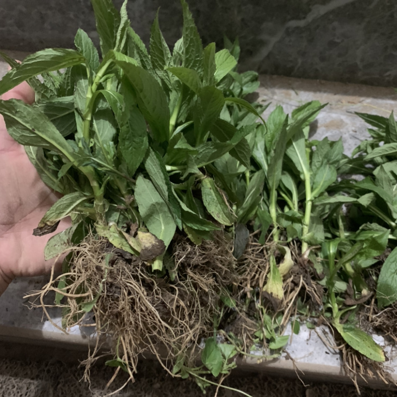 旋复花苗.金佛草.六月菊.多年生草本药材好栽种易成活