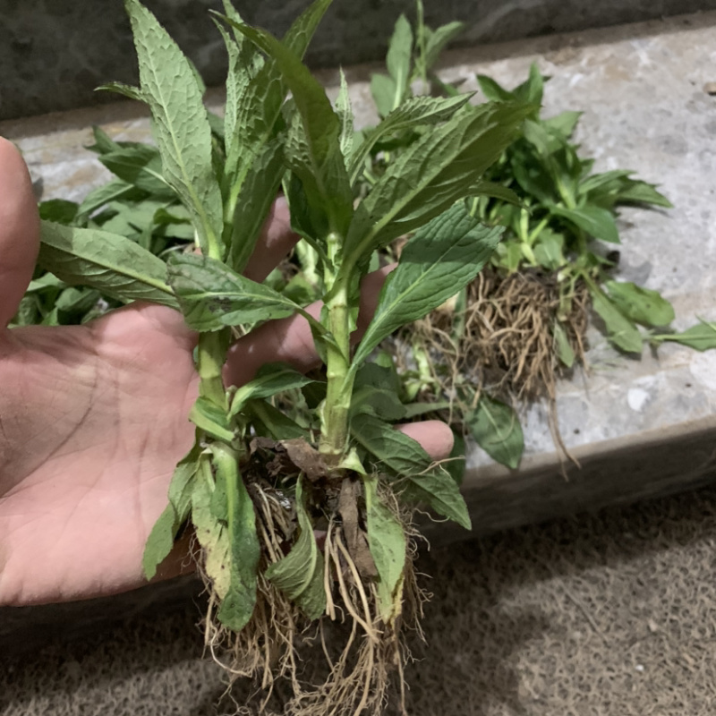 旋复花苗.金佛草.六月菊.多年生草本药材好栽种易成活
