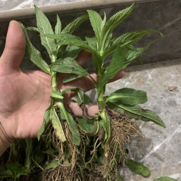 旋复花苗.金佛草.六月菊.多年生草本药材好栽种易成活