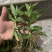 旋复花苗.金佛草.六月菊.多年生草本药材好栽种易成活